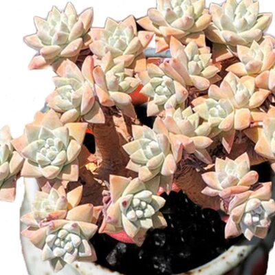 【一物一拍】白菊 初霜拇指仙女杯老桩群生多头多肉植物