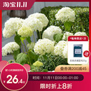 虹越欧洲木绣球盆栽玫瑰乔木圆锥栎叶大苗无敌贝贝花苗树苗木本