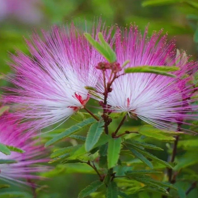 路兮小农民 香水合欢姬合欢盆栽细叶粉扑庭院阳台花镜花卉多年生
