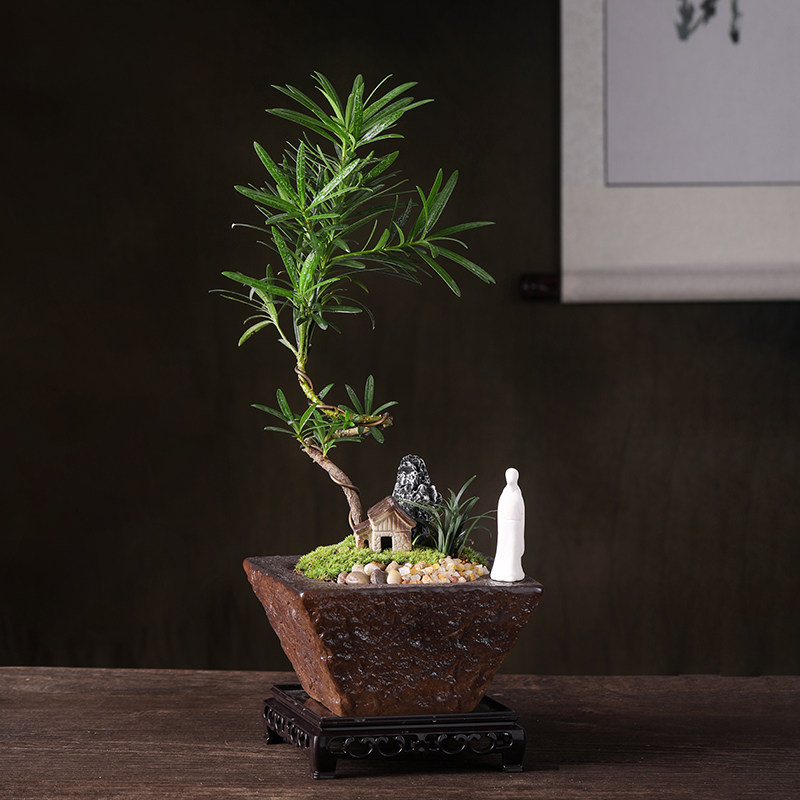 文人罗汉松盆景螺旋造型绿植盆栽室内书房办公桌面观赏微景观好养,饰品/流行首饰/时尚饰品新,其他DIY饰品配件,淘宝优惠券,粉丝福利购,淘宝优惠卷