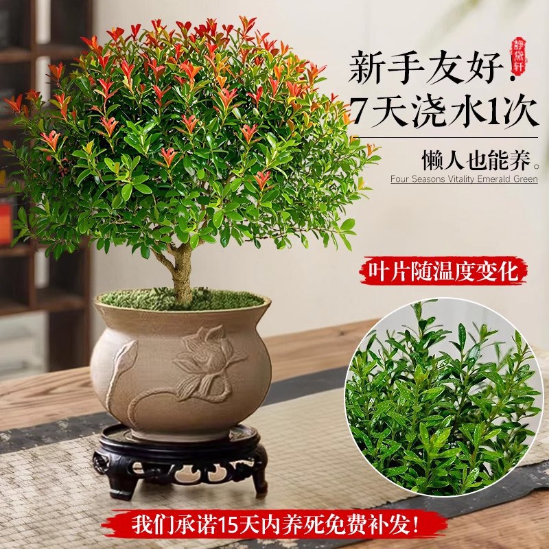 小叶赤楠老桩盆栽客厅桌面盆栽植物室内阳台四季好养植物绿植盆栽