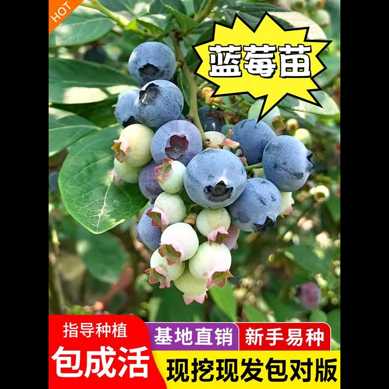蓝莓树果苗带果蓝莓苗盆栽果树苗当年结果南北方种植兔眼特大阳台