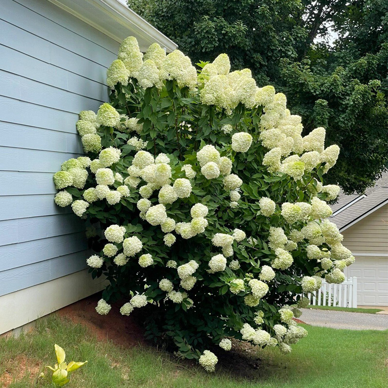 石灰灯圆锥木绣球花大苗盆栽香草草莓阳台庭院耐寒花卉植物耐爆晒