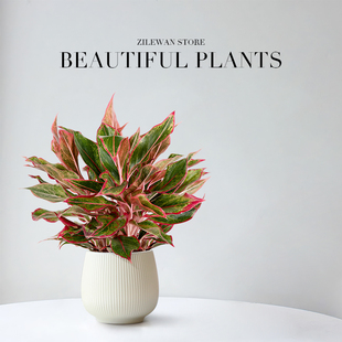 大盆万年红盆栽吉利红如意绿植客厅办公室内桌面四季好养花卉植物