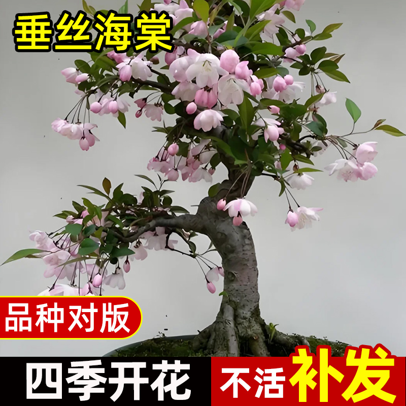 垂丝海棠花盆栽鲜花四季开花树苗盆景老桩花卉植物室内花绿植真花