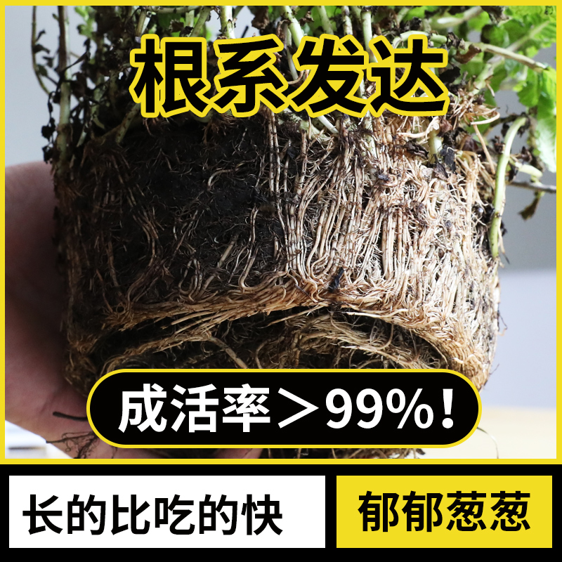 大盆薄荷盆栽可食用大苗室内驱蚊绿植迷迭香四季香草植物猫薄荷叶