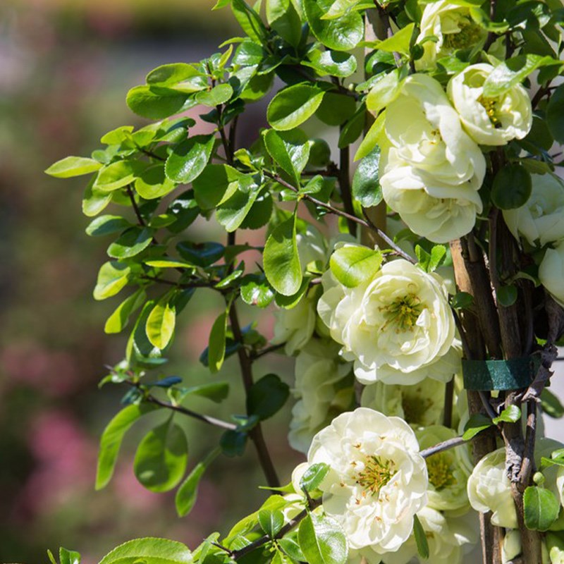 垂丝海棠花盆栽树苗老桩四季开花卉植物室内庭院阳台好养花卉