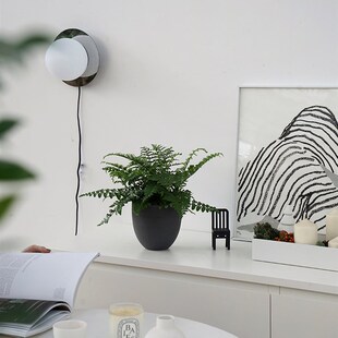 植物私生活 澳洲宝石蕨吉姆蕨卫生间喜阴喜湿好养耐寒观叶绿植