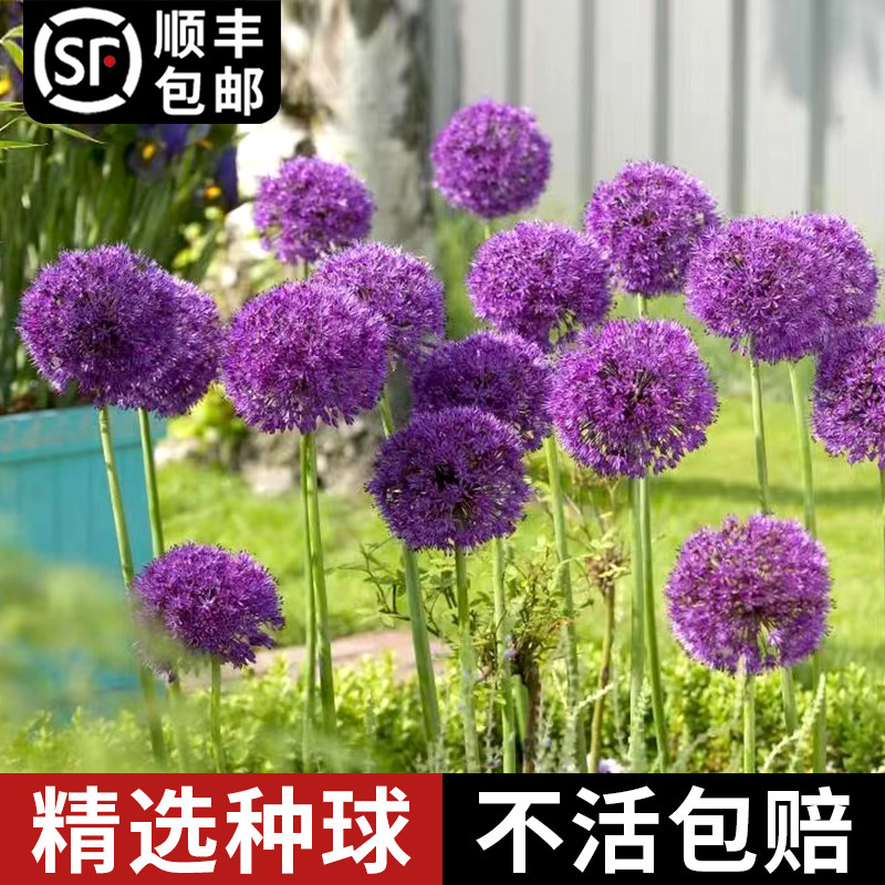 荷兰进口大花葱种球盆栽植物庭院地栽大葱花球根四季开花耐寒花卉
