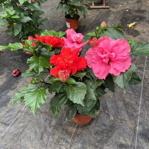 两色组合丹麦木槿花进口苗重瓣朱槿四季开花盆栽室内阳台花卉好养