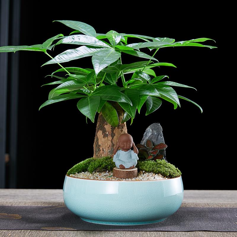 发财树盆栽植物室内四季绿植好养易活客厅办公室花卉乔迁新居盆景