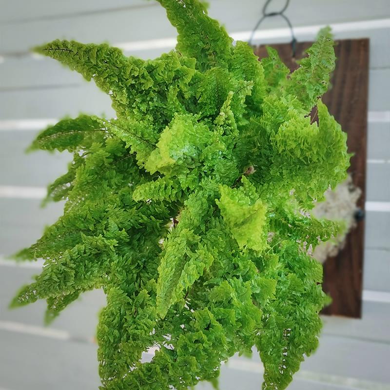 网红植物蕾丝蕨肾蕨棉花糖蕨耐阴盆栽挂板绿植四季常青好养殖