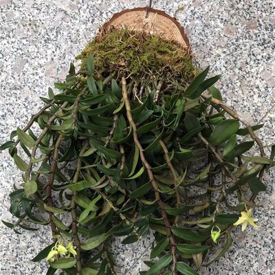 雁荡山红杆药用铁皮石斛苗板植挂板石斛可食用室内绿植花卉种植苗