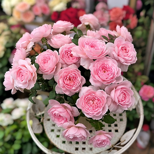 惠惠的花园月季莫奈焦糖古董阳台灌木四季开花庭院露台盆栽玫瑰