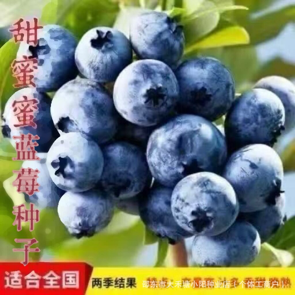 【下单立减50】蓝莓种子阳台盆栽果园庭院蓝梅树果树种子WJ