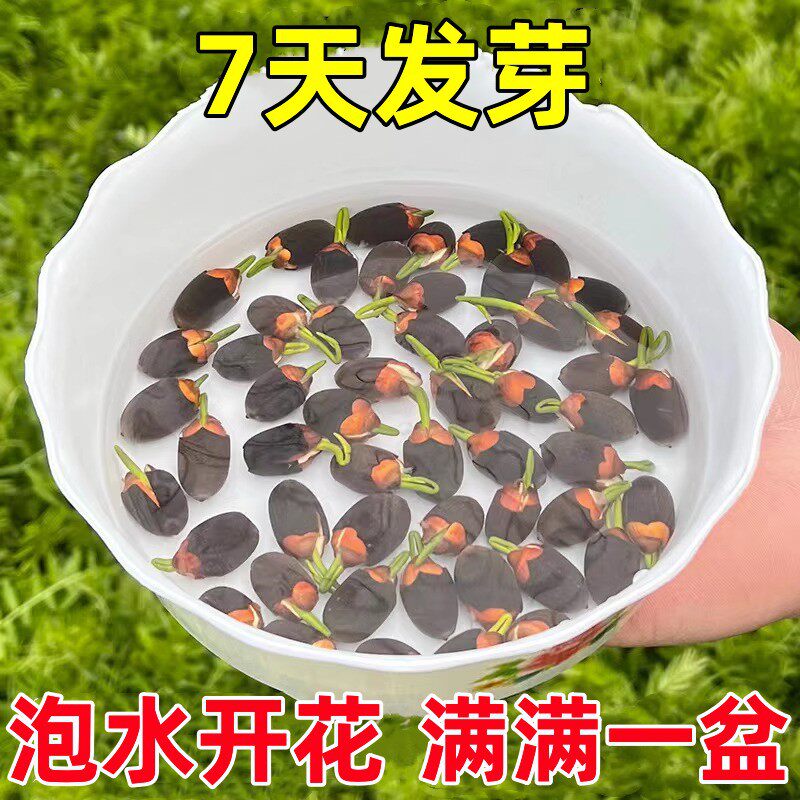 【对版水培碗莲种子】莲种子水培植物室内花卉四季开花好养荷花WJ