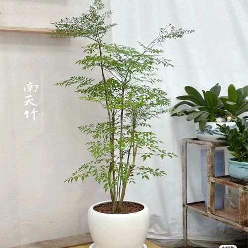 火焰南天竹盆栽客厅大型室内盆景办公室真树庭院绿植阳台好养植物