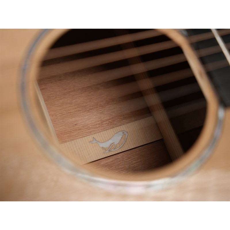 FIVCIL凡喜小鲸鱼云杉桃花芯木面单40寸41寸入门吉他Z伍伯伯出品