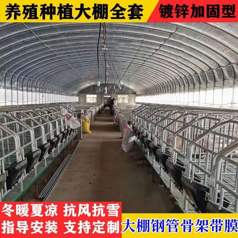 养猪大棚全套大棚钢管骨架搭建牛棚猪兔养鸡大鹏养殖棚架养羊大棚