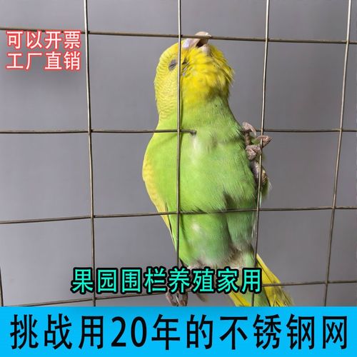 304不锈钢电焊网养殖网围栏防鸟钢丝网筛网防逃网电焊铁丝防护网