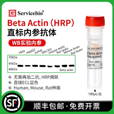 赛维尔 beta Actin 直标内参抗体 HRP偶联WB无需二抗 直接ECL显色