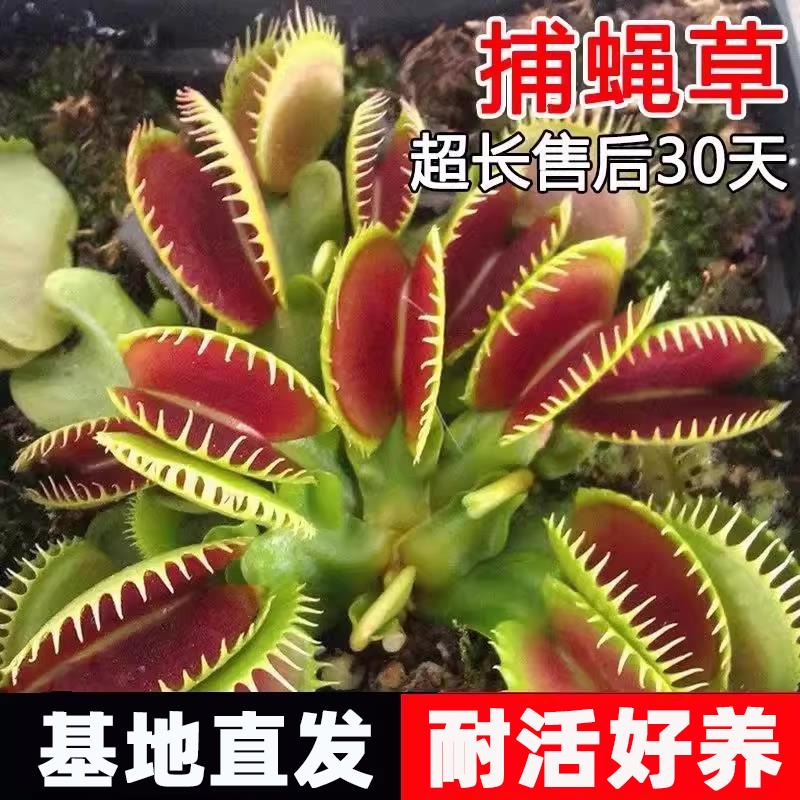 捕蝇草盆栽苗猪笼草植物食人花扑蝇草捕虫草驱蚊花卉食人鱼客厅