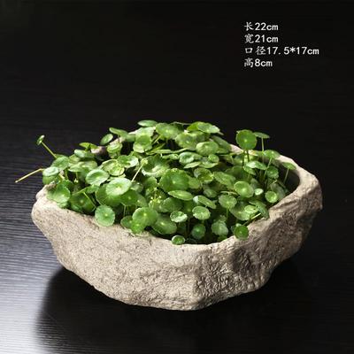 铜钱草水培植物办公室桌面盆栽草花卉室内水养好养绿植保成活爆盆