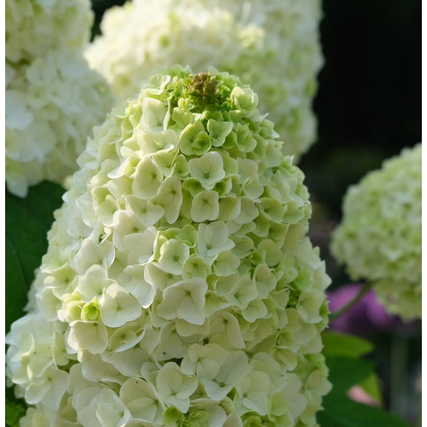绣球花苗和声雪花栎叶绣球花庭院露台耐寒植物花卉盆栽