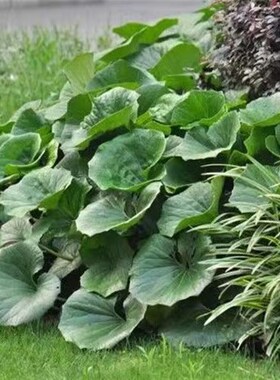 大叶吴凤草耐阴基地直发八角乌园林花园镶边植物耐寒花期长