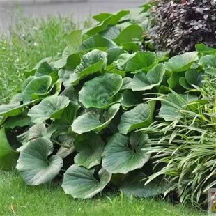 大叶吴凤草耐阴基地直发八角乌园林花园镶边植物耐寒花期长