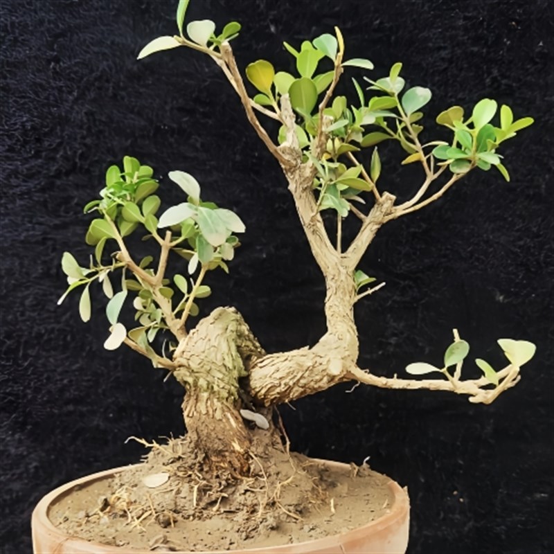 矮霸瓜子黄杨老桩 盆景素材树 微型盆景 掌中宝四季长青 耐寒喜阳