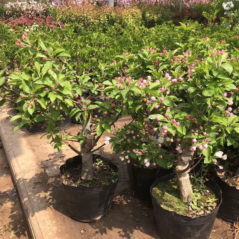 冬红果海棠树苗盆栽盆景老桩原盆土发货赏花冬天观果耐寒庭院阳台