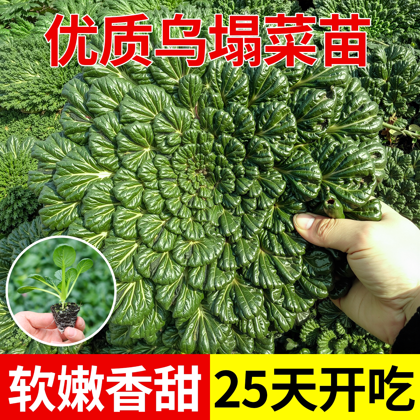 奶油耐寒黄心黑心乌塌菜苗带土大白菜苗秋冬蔬菜苗阳台四季盆栽