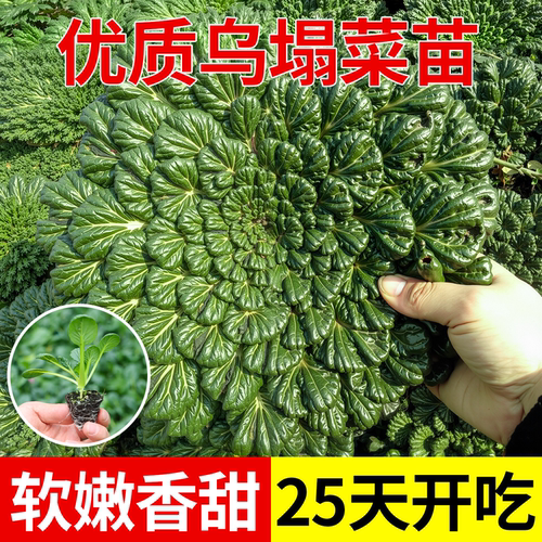 寿光乌塌菜苗带土黄心耐热耐寒