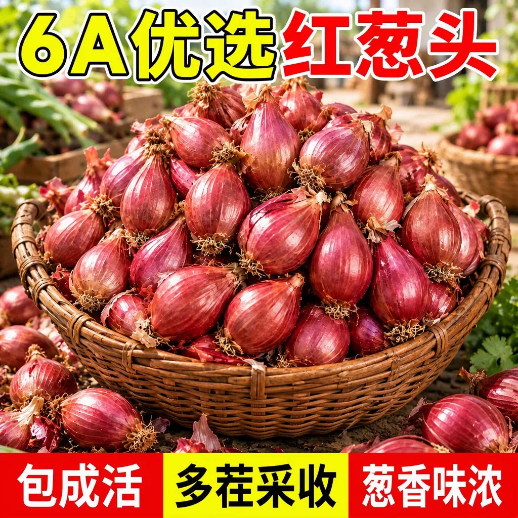 四季四川小香葱红葱头种子当季菜苗洋葱苗韭菜根苗种苗秧苗包成活