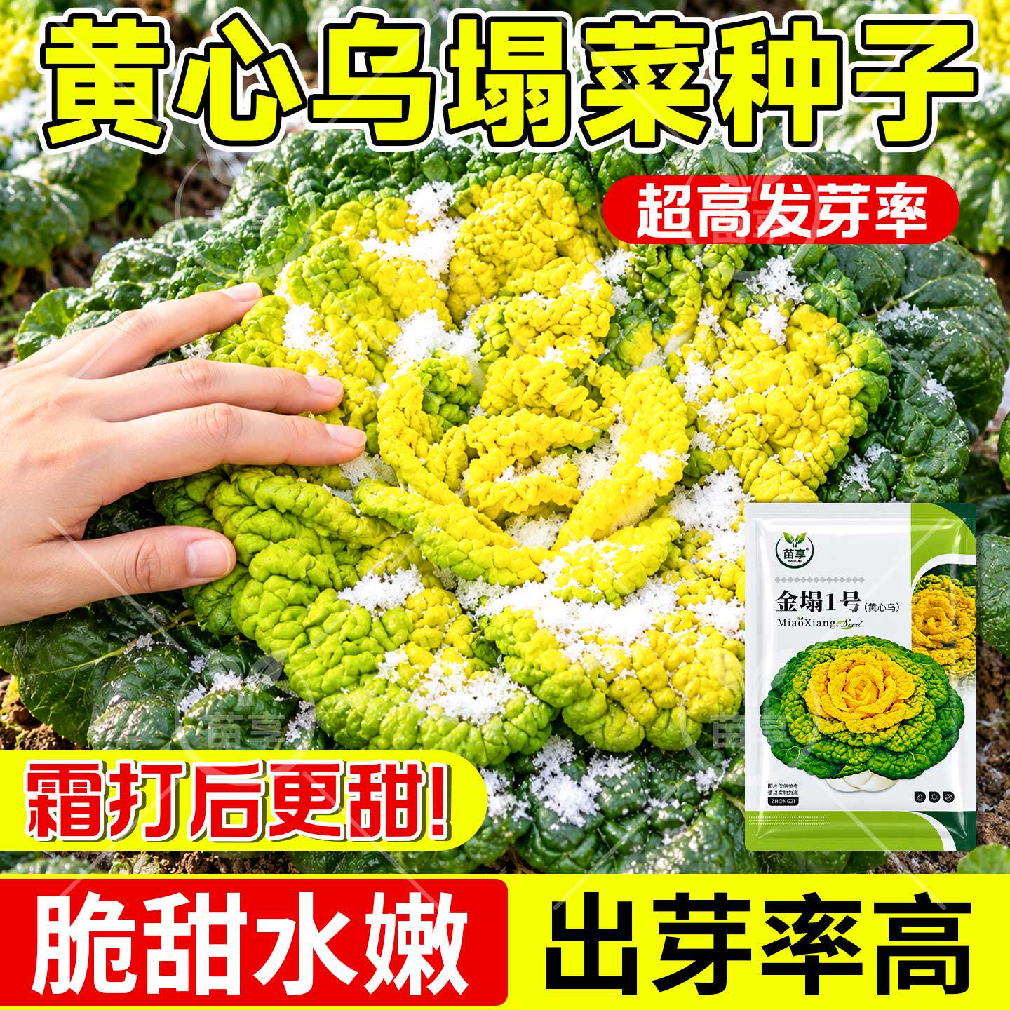 高产黄心乌塌菜种子耐寒四季家庭园艺出芽率高各种蔬菜种子秋冬季