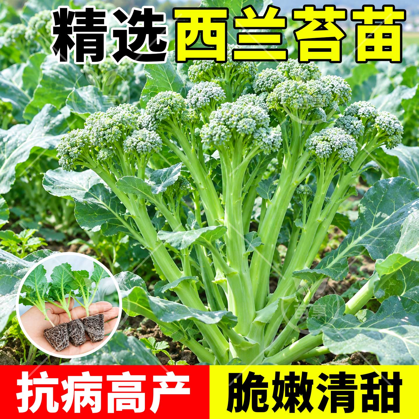 山东寿光西兰苔菜苗秧苗带土菜苔菜心西蓝花苗种子籽耐寒秋冬季苗