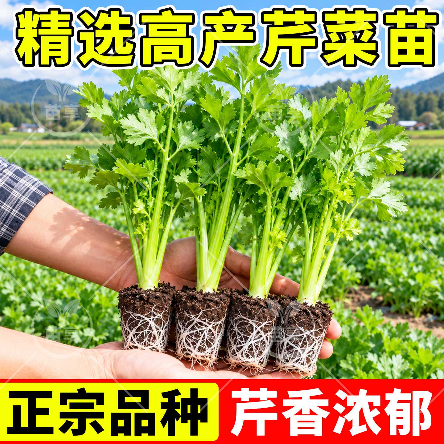 四季皇后西芹苗小香芹菜苗秧苗带土红白芹菜栽地盆栽秋冬蔬菜苗