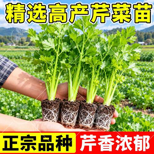 寿光皇后西芹苗小香芹苗带土包赔