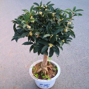 桂花树苗盆栽金丹日香桂盆景沉香桂流苏嫁接天香台阁佛顶珠四季桂