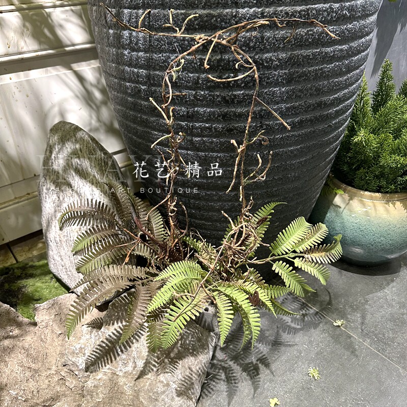 长角猴蕨枯山水造景波斯顿蕨叶芒萁草仿真植物盆栽盆景仿真水草图片