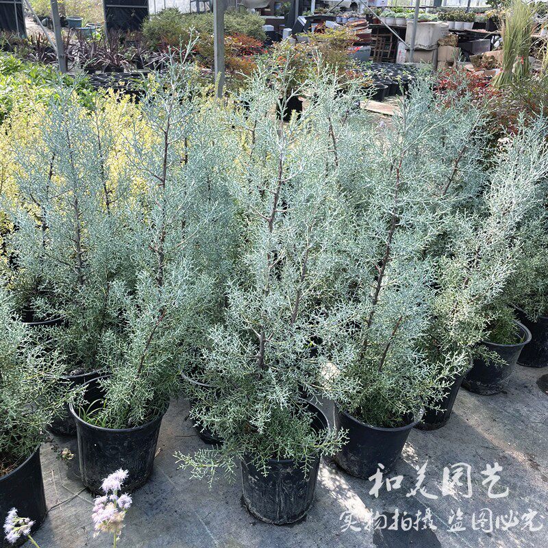 蓝冰柏盆栽大苗 庭院常绿乔木 松柏树 耐寒耐热花镜观赏蓝色植物