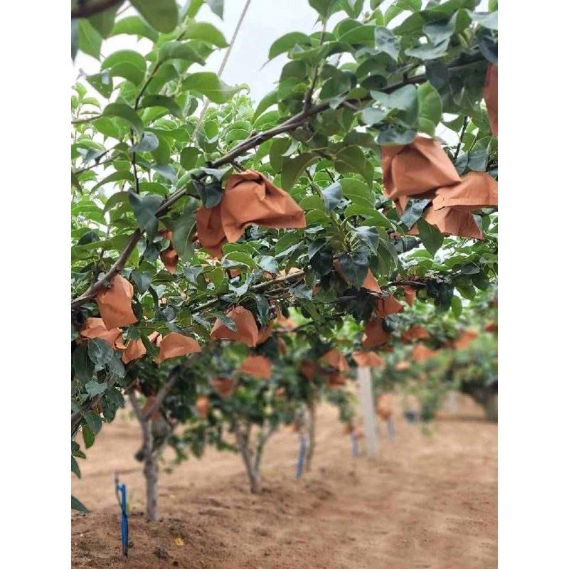 梨子套袋专用袋 梨套袋专用袋 套梨的袋子 梨树套袋 梨子专用套袋