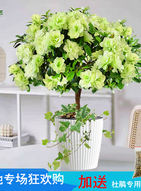 绿色光辉比利时杜鹃花卉盆栽四季开花老桩盆景树苗室内外庭院植物