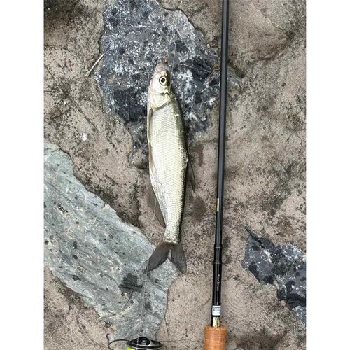 小咬迷你飞蝇钩 溪流微物路亚马口白条溪哥柳根小鱼 22号钩