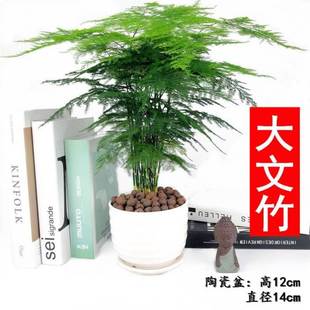 文松耐寒植物文竹苗不带盆常年盆栽客厅开花北方花卉植物大型耐寒