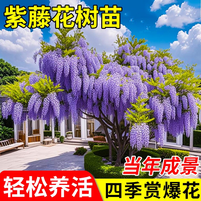 紫藤花树苗爬藤植物老桩阳台盆栽庭院好养花卉四季开花紫藤花苗