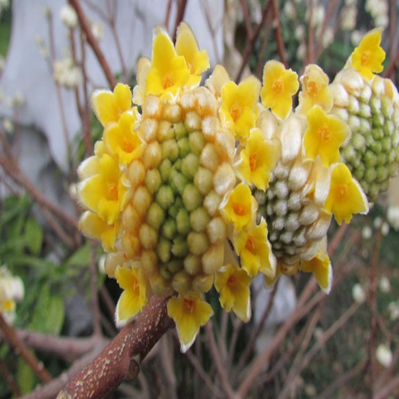结香树苗金腰袋打结花梦冬花庭院耐寒风景树盆栽浓香独杆结香花苗