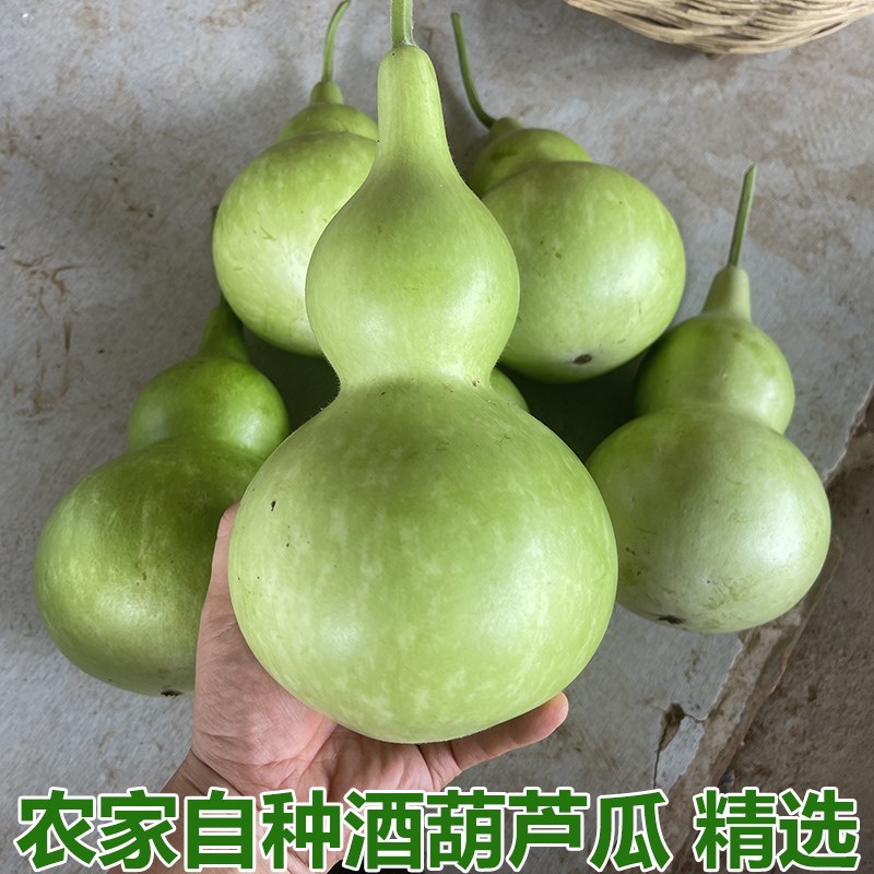 农家自种新鲜宝葫芦瓜酒葫芦瓜蒲瓜济公酒仙葫芦瓜酒瓠瓜葫芦娃