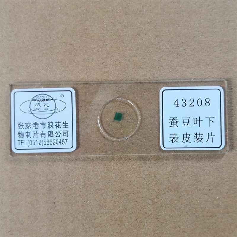 43208蚕豆叶下表皮装片 生物显微镜玻片涂片 浪花牌切片教学仪器